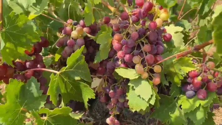 Şarköy'ün Gardinal Üzümünün hasadı başladı