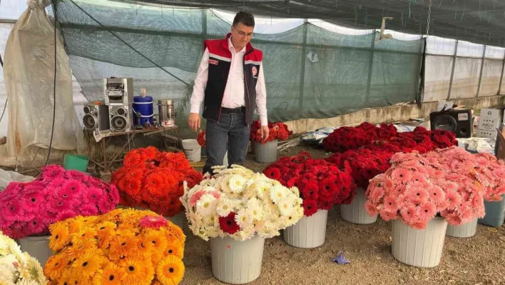 Serada sebzeden gerberaya: Üretim çeşitliliği dikkat çekiyor