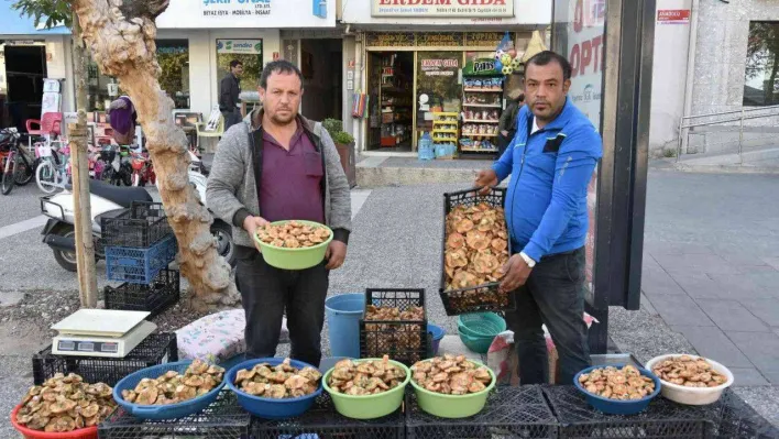 Sezonun ilk melki mantarları Sındırgı'dan