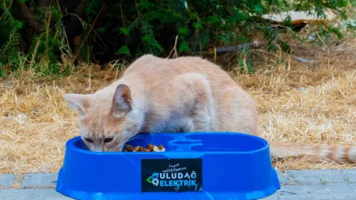 Sıcak yaz günlerinde can dostlara destek
