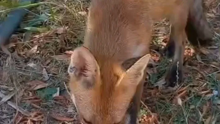 Sıcaktan bunalan tilkiye vatandaş su ikram etti