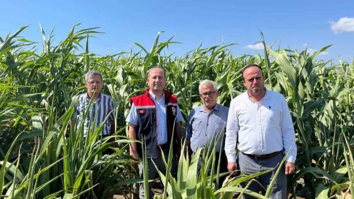 Silajlık Sorgum Projesi: Tekirdağ'da kuraklığa karşı tarımsal yenilikler incelendi