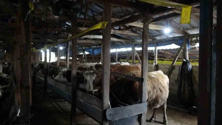 Şile'de şap alarmı: 3 köy karantinada, 18 mahalle gözetim altında