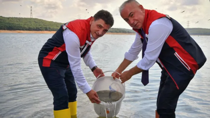 Silivri'de 178 Bin Sazan Yavrusu Göletlere Bırakıldı