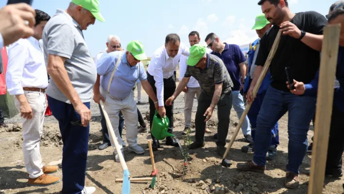 Silivri'de 5.100 adet yağlık zeytin fidanı toprakla buluştu