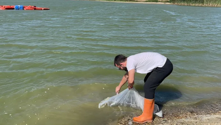 Silivri'de 63.000 Adet Sazan Yavrusu Göletlere Bırakıldı