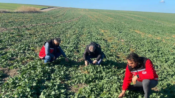 Silivri'de Kanola Tarlalarında Zararlı Kontrolü: Lahana Güvesine karşı mücadele