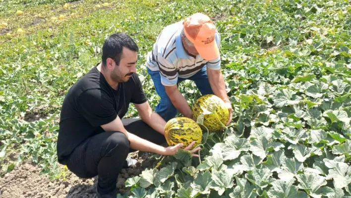 Silivri'de Kavun Ekili Arazilere Denetim