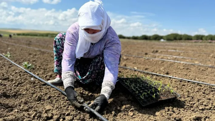 Silivri'de Tarımsal Üretim Hız Kesmeden Sürüyor