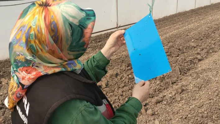 Silivri İlçe Tarım ve Orman Müdürlüğü'nden Zararlılara Karşı Etkin Mücadele