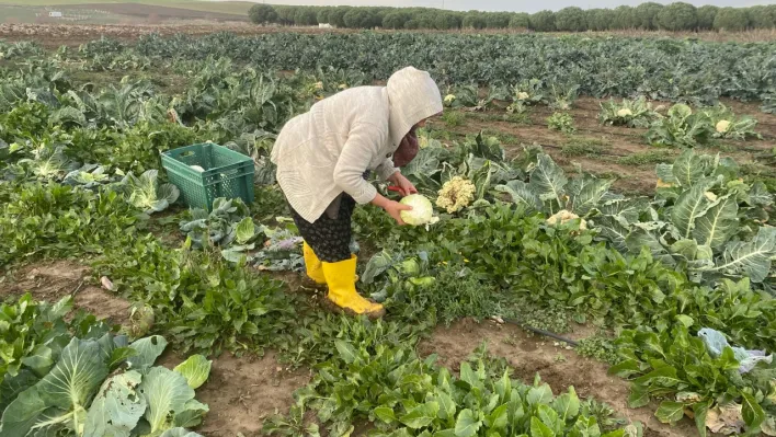 Silivri TÜRAM'da Kışlık Sebze hasadı devam ediyor