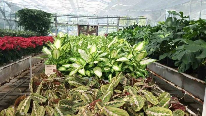 Sincan Belediyesinin çiçek serası rengarenk