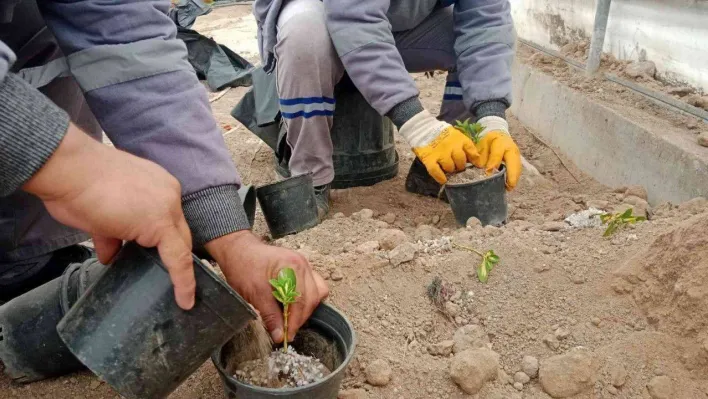 Sincan'da bitkiler budanıyor, seralarda çelik alma ile üretim yapılıyor