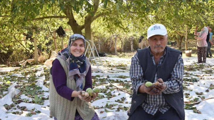 Sındırgı'da ceviz hasadı başladı...Rekolte iki katına çıktı