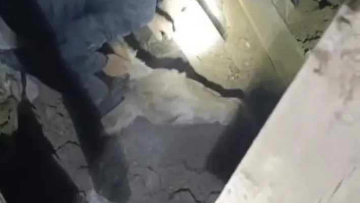 Sındırgı'da enkaz altında kalan eşek canlı kurtarıldı