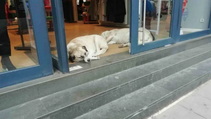 Sokak hayvanları soğuktan böyle korundu