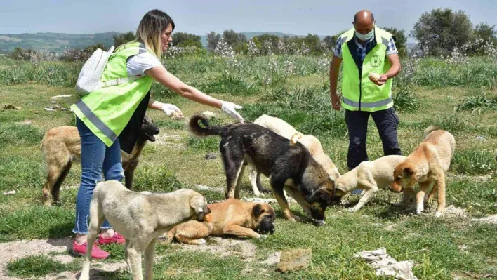 Sokak hayvanlarına büyükşehir şefkati