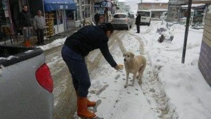 Çatalca,sokak hayvanlarını unutmadı