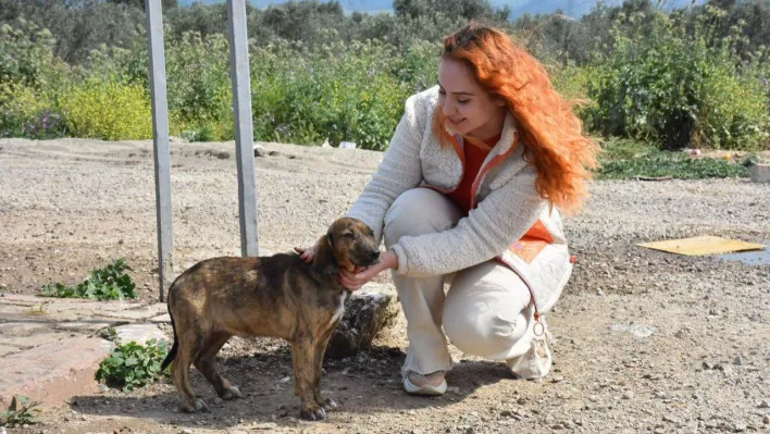 Sokaktaki canlar Edremit Belediyesi'ne emanet