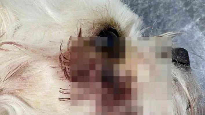 Sosyal medya fenomeni Banu Parlak'ın köpeği, komşusunun köpeğini parçalayarak öldürdü