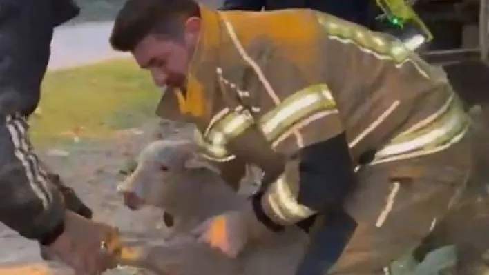 Su kanalına düşen kuzu için yolu kazdılar