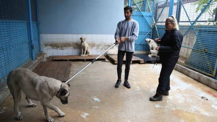 Sürü halinde dolaşan sokak köpeklerinden korunma tüyoları