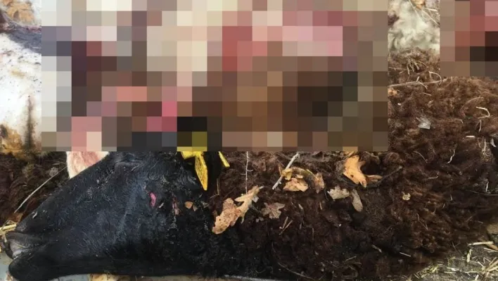 Sürüden ayrılan koyunları kurt telef etti