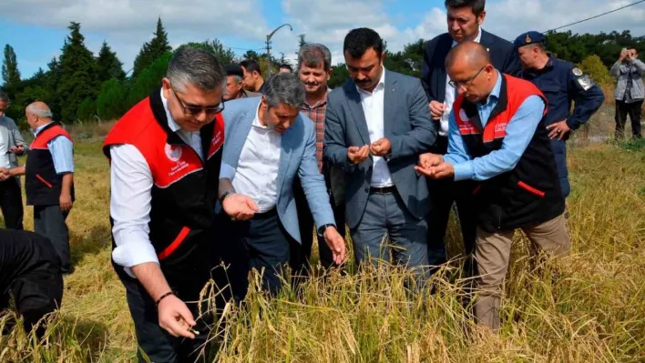 Tarım Liseli öğrencilerden çeltik hasadı