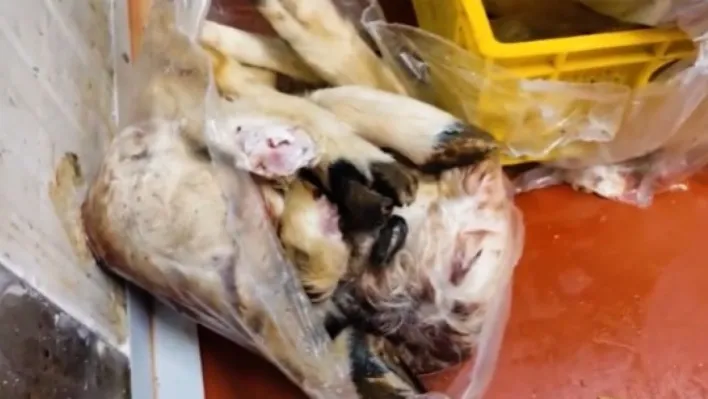 Tarım ve Orman Bakanlığı: 'Uygunsuzluk tespit edilen bin 316 kilogram ürün imha edildi'