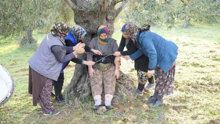 Tarlada zeytin hasadı Meci Şenliği ile son buldu