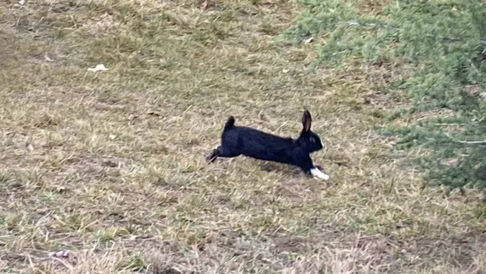 Tavşanlar kaçtı, ekipler tuttu