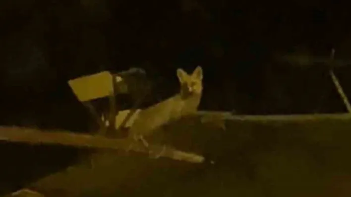 Tavuk hırsızı tilkiyi yerde beklerken çatıda çıktı