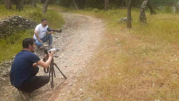 Tedavi edilen yaralı 'Ağaç Kamışçını' kaldığı yerden göç yolculuğuna devam etti