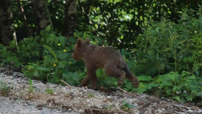 Tedavisi tamamlanan yavru ayı 'Tuti' doğaya salındı