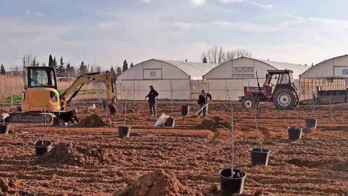 Tekirdağ'da 500 meyve fidanı toprakla buluşuyor