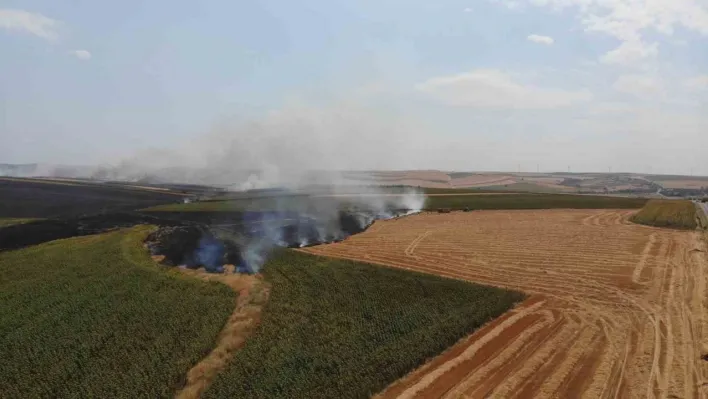 Tekirdağ'da anız yangını 500 dönüm yandı: Yangın sürüyor