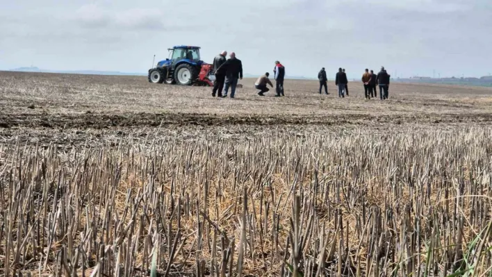 Tekirdağ'da anıza ekim dönemi: Anıza ekim Türkiye'ye örnek olacak