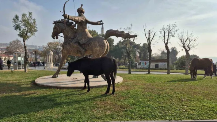 Tekirdağ'da atlı heykeli mesken tutan başıboş atlar ilgi odağı oldu