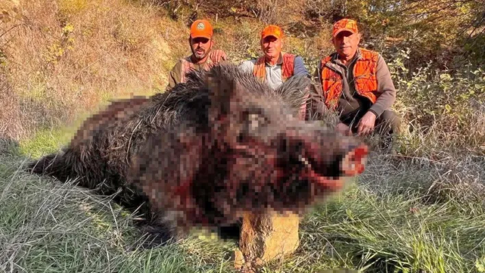 Tekirdağ'da avcılar bile şaşırdı: 300 kiloluk yaban domuzu avlandı