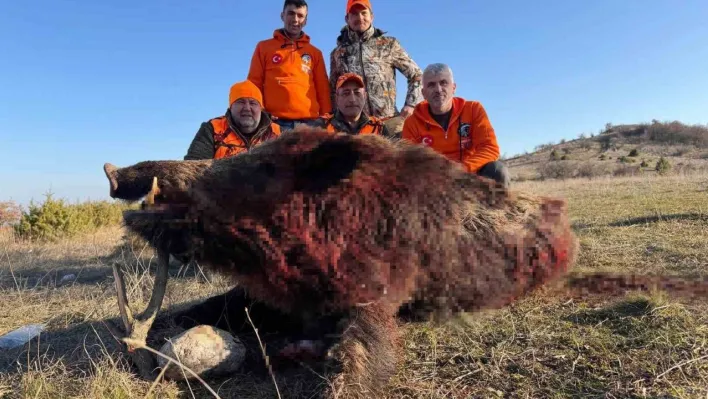 Tekirdağ'da avlanan 250 kiloluk yaban domuzu büyüklüğüyle şaşırttı