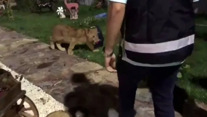Tekirdağ'da bir villada piton yılanı, aslan ve maymun ele geçirildi