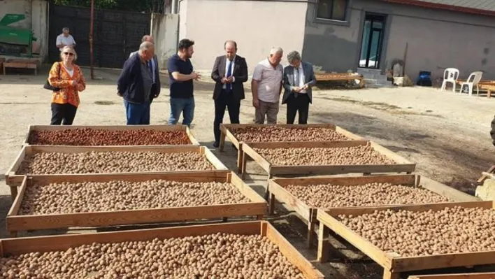 Tekirdağ'da ceviz hasadı devam ediyor