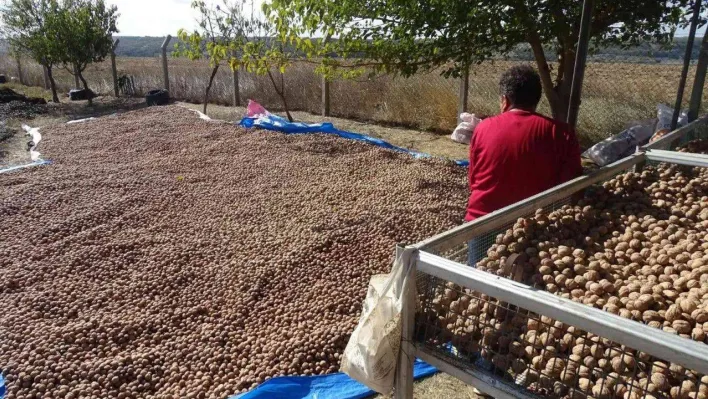 Tekirdağ'da ceviz hasadı