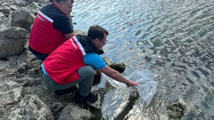 Tekirdağ'da göletlere 975 bin sazan yavrusu bırakıldı
