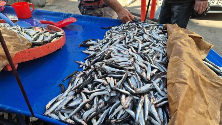 Tekirdağ'da hamsi ve sardalya 150 liradan alıcı buluyor