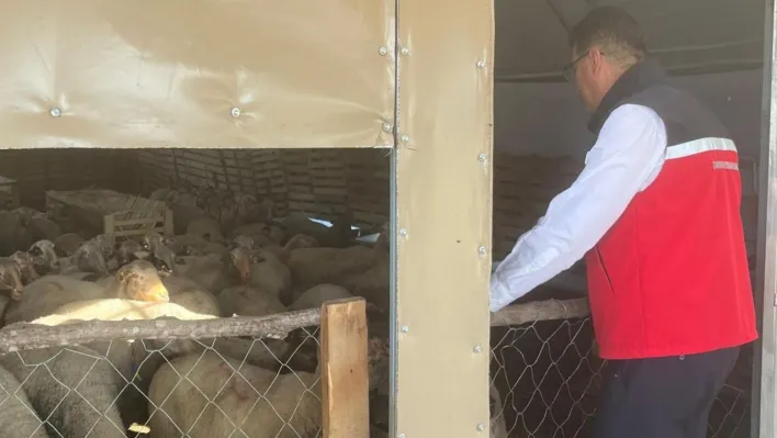 Tekirdağ'da hayvancılığa yakın takip