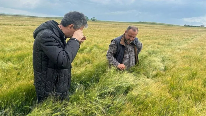 Tekirdağ'da hububat hastalık ve zararlı kontrolleri sürüyor