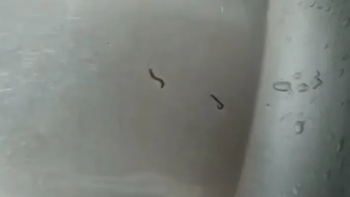 Tekirdağ'da içme suyu şebekesinden kurtlar çıktı