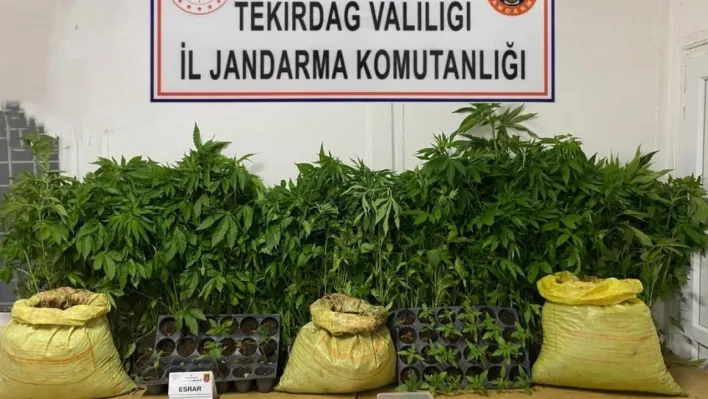Tekirdağ'da jandarmadan uyuşturucu operasyonları: Çok sayıda madde ele geçirildi