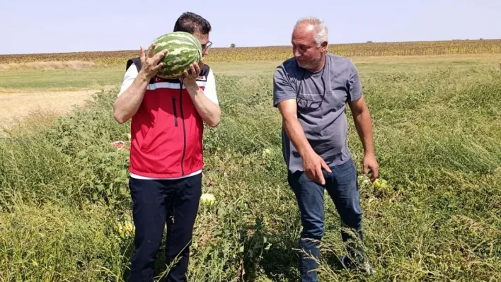 Tekirdağ'da karpuz üretimine yakından takip